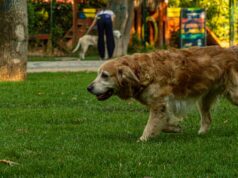 Best Parks and Recreation Spots in Chennai 2026