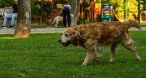 Best Parks and Recreation Spots in Chennai 2026