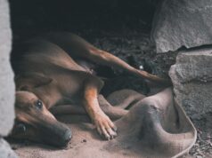 Elderly Woman Injured Protecting Dog from Leopard Attack in Tamil Nadu: Wildlife Safety Concerns Rise