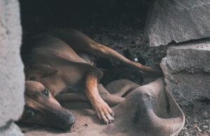 Elderly Woman Injured Protecting Dog from Leopard Attack in Tamil Nadu: Wildlife Safety Concerns Rise