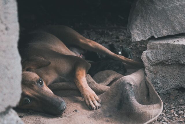 elderly-woman-injured-leopard-attack-tamil-nadu-dog