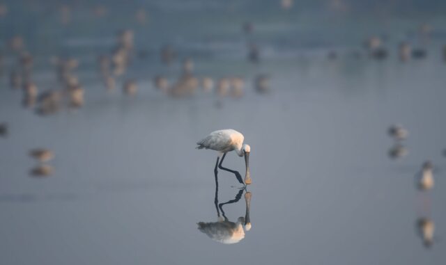 shoolagiri-wetland-industrial-waste-tamil-nadu