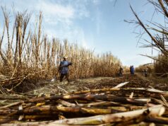 Sugar Stocks Surge 4% After Excise Duty Cut on Ethanol-Blended Petrol | Stock Market Impact