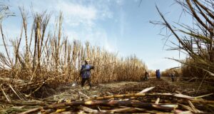 Sugar Stocks Surge 4% After Excise Duty Cut on Ethanol-Blended Petrol | Stock Market Impact