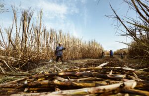 Sugar Stocks Surge 4% After Excise Duty Cut on Ethanol-Blended Petrol | Stock Market Impact