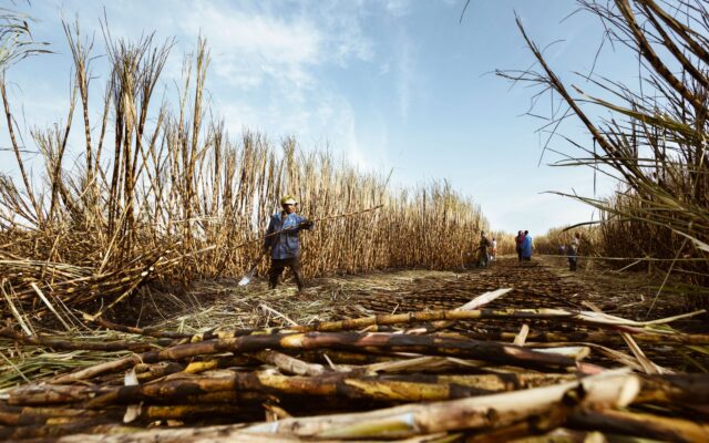 sugar-stocks-gain-ethanol-excise-duty-cut
