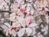 Sweet Magnolias Season 5 Streaming Online: Complete Guide for Indian Viewers