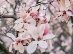Sweet Magnolias Season 5 Streaming Online: Complete Guide for Indian Viewers
