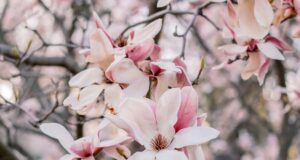 Sweet Magnolias Season 5 Streaming Online: Complete Guide for Indian Viewers