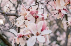 Sweet Magnolias Season 5 Streaming Online: Complete Guide for Indian Viewers
