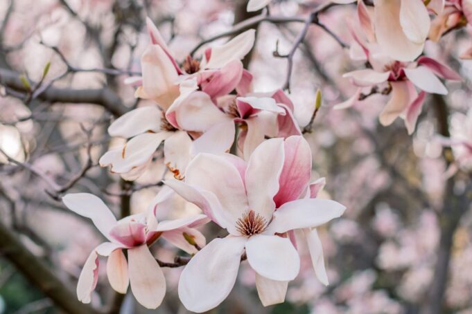 Sweet Magnolias Season 5 Streaming Online: Complete Guide for Indian Viewers