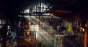 UV Radiation Causing Blindness in Rural India: New Study Reveals Health Crisis