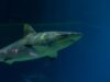 VGP Marine Kingdom Releases Captive-Bred Banded Bamboo Sharks into Ocean – A Win for Chennai’s Marine Conservation