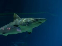 VGP Marine Kingdom Releases Captive-Bred Banded Bamboo Sharks into Ocean – A Win for Chennai’s Marine Conservation