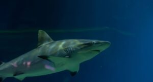 VGP Marine Kingdom Releases Captive-Bred Banded Bamboo Sharks into Ocean – A Win for Chennai’s Marine Conservation