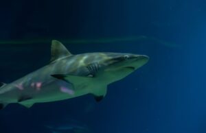 VGP Marine Kingdom Releases Captive-Bred Banded Bamboo Sharks into Ocean – A Win for Chennai’s Marine Conservation