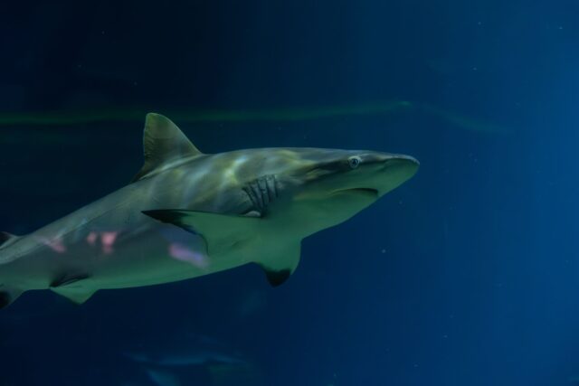 vgp-marine-kingdom-banded-bamboo-sharks-ocean-release