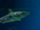 VGP Marine Kingdom Releases Captive-Bred Banded Bamboo Sharks into Ocean – A Win for Chennai’s Marine Conservation